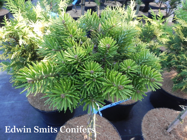 Abies cephalonica 'Ottawa Mgissa'